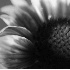 Gaillardia - ID: 2086410 © Patricia H Daley