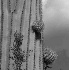 Saguaro Cactus - ID: 2091357 © Patricia H Daley