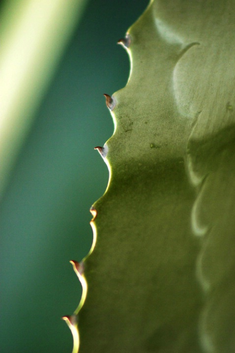 Cactus - ID: 2091548 © Patricia H Daley