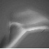 Romantic Calla - ID: 2096861 © Patricia H Daley