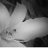 Daylily - ID: 2099867 © Patricia H Daley