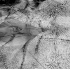 Stingray in Motion Abstract - ID: 2238440 © Patricia H Daley