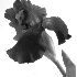 Iris - ID: 2378514 © Patricia H Daley