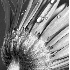 Gerbera In Blue - ID: 3762615 © Patricia H Daley