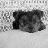 Razzle - ID: 3981102 © Patricia H Daley
