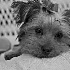 Before-Bounced Flash - ID: 4057647 © Patricia H Daley
