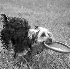 Razzle-Activity Cropped - ID: 4143394 © Patricia H Daley