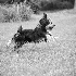 Razzle Stopped Action - ID: 4143395 © Patricia H Daley