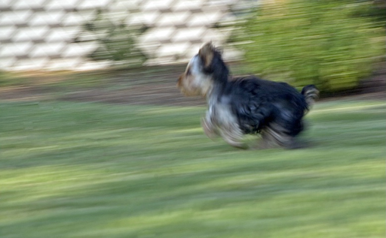 Razzle-Artistic Blur? - ID: 4143396 © Patricia H Daley