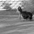 Razzle-Artistic Blur? - ID: 4143396 © Patricia H Daley