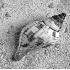 Antiguan Beach Shell - ID: 4690178 © Patricia H Daley