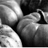 Pumpkins of Fall - ID: 4793805 © Patricia H Daley