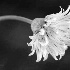 Chive Blossom - ID: 6038502 © Patricia H Daley