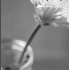 Chive Blossom- - ID: 6265344 © Patricia H Daley