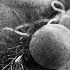 Rosemary Peach Still Life Montage - ID: 10426139 © Patricia H Daley