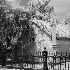 Laurel Grove Cemetery - ID: 10595529 © Patricia H Daley